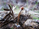 Psilocybe alutacea image