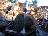 Psilocybe alutacea image