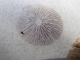 Psilocybe alutacea image