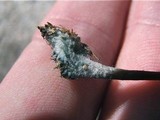 Psilocybe alutacea image