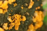 Dacryopinax spathularia image
