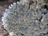 Parmelinopsis minarum image
