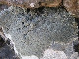 Parmelinopsis minarum image