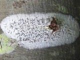 Graphis elegans image