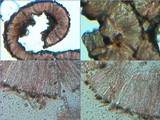 Graphis elegans image