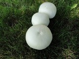 Agaricus arvensis image
