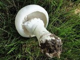 Agaricus arvensis image