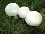 Agaricus arvensis image