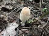 Coprinellus domesticus image
