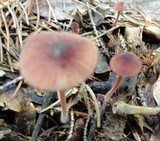 Mycena sanguinolenta image