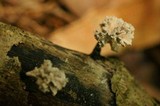 Xylaria cubensis image