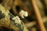 Xylaria cubensis image