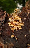 Xeromphalina kauffmanii image