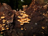 Xeromphalina kauffmanii image