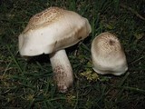 Pluteus petasatus image