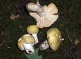 Russula laurocerasi image