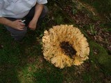 Laetiporus cincinnatus image