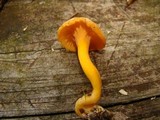 Cantharellus ignicolor image