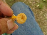 Cantharellus ignicolor image