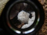Ceratiomyxa fruticulosa var. fruticulosa image