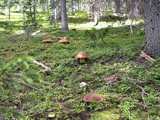Boletus rubriceps image