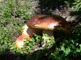 Boletus rubriceps image