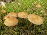 Agrocybe molesta image