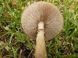 Agrocybe molesta image