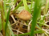 Agrocybe molesta image