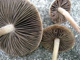 Panaeolus subbalteatus image