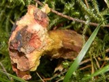 Boletus zelleri image