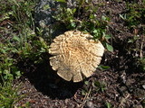 Lactarius deliciosus var. areolatus image