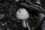 Pluteus petasatus image