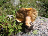 Lactarius deliciosus var. areolatus image