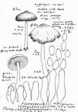 Psathyrella tephrophylla image