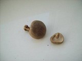 Polyporus ciliatus image