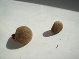 Polyporus ciliatus image