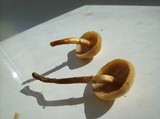 Kuehneromyces mutabilis image