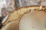 Chaetothiersia vernalis image