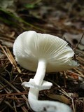 Amanita multisquamosa image