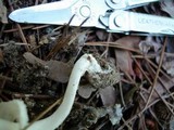 Amanita multisquamosa image