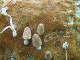 Coprinellus domesticus image
