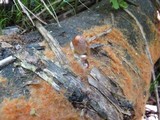 Coprinellus domesticus image