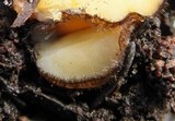 Lachnellula arida image