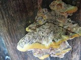 Xanthoporia radiata image