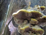 Xanthoporia radiata image