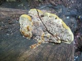 Xanthoporia radiata image