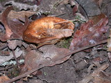 Paxillus involutus image