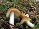 Entoloma bicolor image