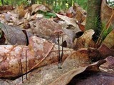 Gymnopus androsaceus image